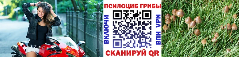 Псилоцибиновые грибы мицелий  цены   Назрань 